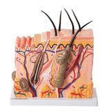 Corte de Pele (Modelo em Bloco Ampliado 70X) - Anatomic