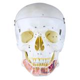Crânio Clássico com Mandíbula Aberta, em 2 Partes - Anatomic
