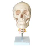 Crânio com Coluna Cervical - Anatomic