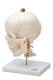 Crânio com Mandíbula Móvel e Coluna Cervical SD-5008 - SDORF Scientific