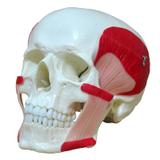 Crânio com Músculos da Mastigação - Anatomic