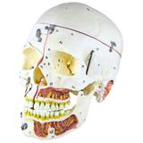Crânio com Vasos Sanguíneos e Nervos, Numerado, em 10 Partes - Anatomic