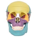 Crânio Humano Colorido em 3 Pts Modelo Anatomia - Sdorf