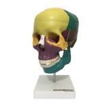 Crânio Humano Didático Colorido em 5 Pts Anatomia - Anatomic