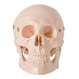 Crânio Humano Mandíbula E Calota Móvel E 3 Dentes Móveis - Anatomic