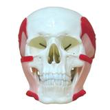 Crânio Humano Músculos da Mastigação, Anatomia - Anatomic