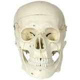 Crânio Numerado, em 2 Partes - Anatomic