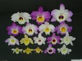 Dendrobium nobile mix adulta - 5 unidades - Ocotea do brasil