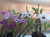 Dendrobium nobile mix adulta - 5 unidades - Ocotea do brasil