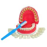 Dentição com Todos os Dentes Removíveis Modelo Anatomia - Anatomic