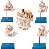 Dentição em 4 Peças Desenvolvimento dos Dentes - Anatomic