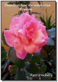 Desabrochar de uma rosa - volume i - Autor independente