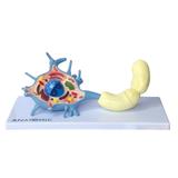 Diorama de um Neurônio Motor(com Prancha Explicativa) - Anatomic