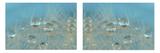 Duo de Quadros Decorativos Canvas p/ Lavabos Varandas Flores Dente de Leao II - Incasa design