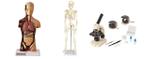 Esqueleto 45 cm+torso humano de 28 cm 14 partes+microscópio monocular - Cosim