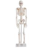 Esqueleto 85cm Articulado, Modelo Anatomico - Dumont
