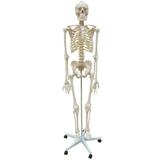 Esqueleto articulado de 1,68 cm - Anatomic