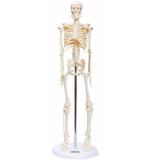 Esqueleto de 45 cm - Anatomic