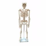 Esqueleto de 85 cm - Anatomic