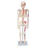 Esqueleto de 85 cm, Articulado, com Inserções Musculares, com Base - Anatomic