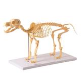 Esqueleto de Cachorro em Resina Modelo Anatomia - Anatomic