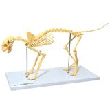 Esqueleto de Gato em Resina Modelo Anatomia - Anatomic