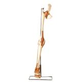 Esqueleto do Membro Inferior Articulações Modelo Anatomia - Anatomic
