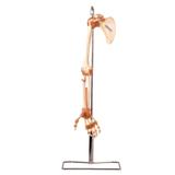 Esqueleto do Membro Superior Articulações Modelo Anatomia - Anatomic