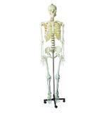 Esqueleto Humano 1.70 cm altura com Rodas - Coleman
