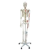 Esqueleto Humano 1,68 cm Altura Articulado e Muscular - Anatomic