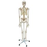 Esqueleto Humano 168 cm, Coluna Flexível, Suporte e Base Rodas - Anatomic