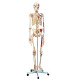 Esqueleto Humano 1,68 cm Ligamentos,Articulados e Muscular - Anatomic