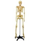Esqueleto Humano 1,70 cm Altura Suporte e Rodas - Anatomic