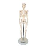 Esqueleto Humano 45 cm Altura Articulado Anatomia - Anatomic