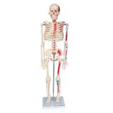 Esqueleto Humano 85 cm Altura, Articulações Inserções Musculares - Anatomic