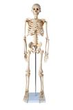 Esqueleto Humano 85 cm Altura Articulado Modelo Anatomia - Anatomic