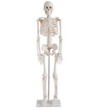 Esqueleto Humano 85 cm Altura Articulado Modelo Anatomia - Anatomic
