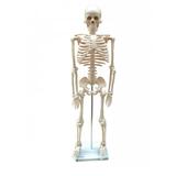 Esqueleto Humano 85 cm - Anatomic