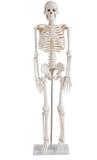 Esqueleto Humano 85 cm - Dumont