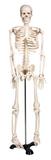 Esqueleto Humano 85cm c/ suporte de ferro - Brink Mobil
