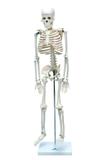Esqueleto Humano Articulado de 85 cm de Altura com Suporte - Sdorf