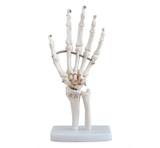 Esqueleto Humano da Mão, Modelo Anatomia - Coleman