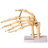 Esqueleto Humano da Mão Ossos do Punho Anatomia - Anatomic