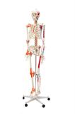 Esqueleto Humano de 1,70 cm com Articulações, Inserções Musculares e Haste com Suporte e Rodas SD-5001 - SDORF Scientific