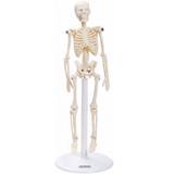 Esqueleto Humano de 20 cm Altura - Anatomic