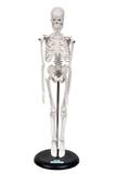 Esqueleto Humano de 45 cm Altura com Suporte - Sdorf
