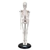 Esqueleto Humano De 45 cm com Suporte SD-5002/B - SDORF Scientific