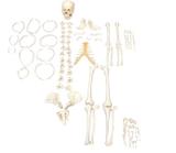 Esqueleto Humano Desarticulado Modelo Anatomia - Sdorf