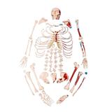 Esqueleto Humano Desarticulado Tam. Natural Origem e Inserção - Anatomic
