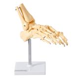 Esqueleto Humano do Pé Ossos Tornozelo, Anatomia - Anatomic
